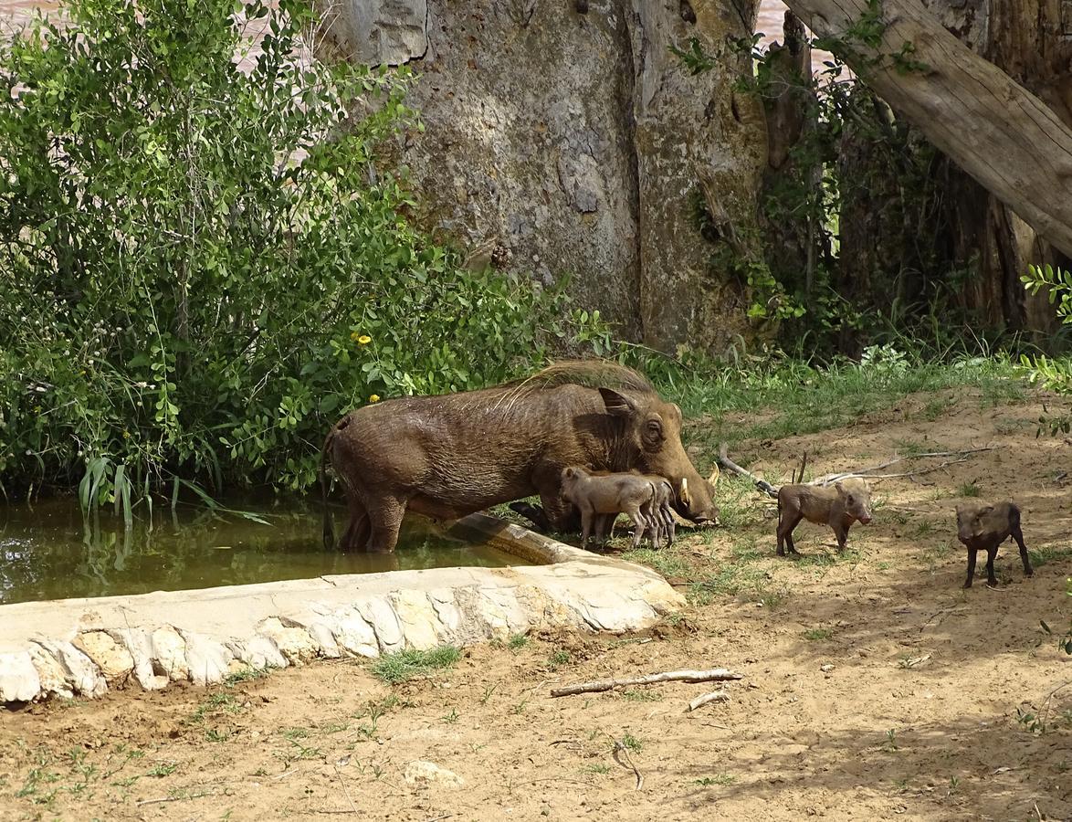 Emhosheni River Lodge Заповедник Балуле Экстерьер фото